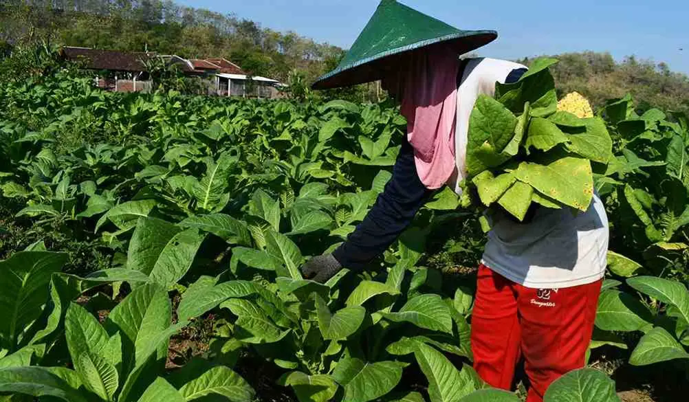 Petani tembakau