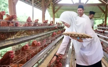 Peternakan ayam petelur