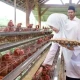 Peternakan ayam petelur