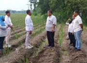 PT SGN MKSO Kebun Dhoho Siapkan 5.805 Hektare Lahan Tebu demi Swasembada Gula Nasional