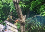 DLH Surabaya Siagakan Tim di Tujuh Rayon untuk Antisipasi Pohon Tumbang Akibat Cuaca Ekstrem