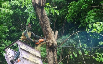 DLH Surabaya Siagakan Tim di Tujuh Rayon untuk Antisipasi Pohon Tumbang Akibat Cuaca Ekstrem
