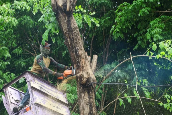 DLH Surabaya Siagakan Tim di Tujuh Rayon untuk Antisipasi Pohon Tumbang Akibat Cuaca Ekstrem