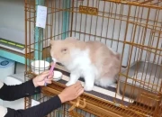 Ramai Pemilik Hewan di Kediri Mulai Titipkan Peliharaan Jelang Lebaran 2026