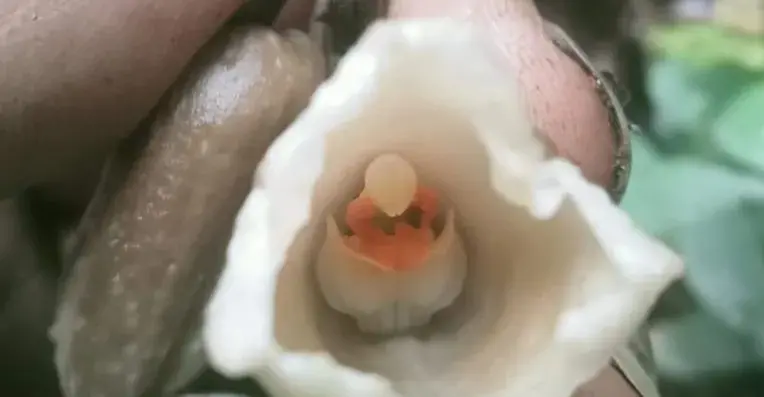 Spesies anggrek baru