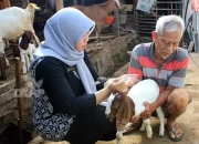 DKPP Kota Madiun Gencarkan Vaksinasi PMK untuk Jaga Kekebalan Ternak di Musim Hujan