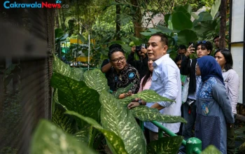pemkot surabaya tata kebun binatang surabaya untuk tingkatkan wisata