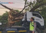 kecelakaan tunggal di tarub tegal truk tertimpa pohon tumbang tanpa korban jiwa