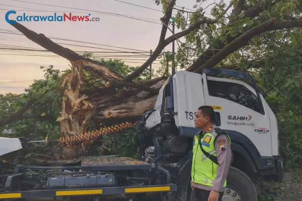 Kecelakaan Tunggal di Tarub Tegal, Truk Tertimpa Pohon Tumbang Tanpa Korban Jiwa