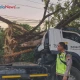 Kecelakaan Tunggal di Tarub Tegal, Truk Tertimpa Pohon Tumbang Tanpa Korban Jiwa