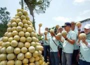 Petrokimia Gresik Tingkatkan Produksi Melon Pantura hingga 20 Ton per Hektare
