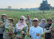 Adaptasi Cuaca Ekstrem, Petani Probolinggo Pacu Produktivitas Bawang Merah