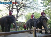 Uji Sistem Parkir Digital QRIS di KBS Jadi Tantangan Saat Sedang Ramai Pengunjung