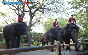 Uji Sistem Parkir Digital QRIS di KBS Jadi Tantangan Saat Sedang Ramai Pengunjung