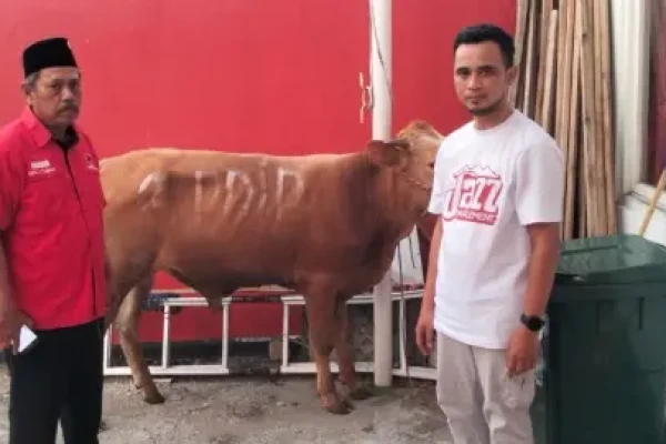 Iduladha 1447 H, PDIP Jatim Salurkan 468 Ekor Sapi ke Ponpes, Masjid, Hingga Panti Asuhan