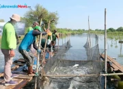 BRIDA Surabaya Kembangkan Silvofishery di Kawasan Pesisir Kota