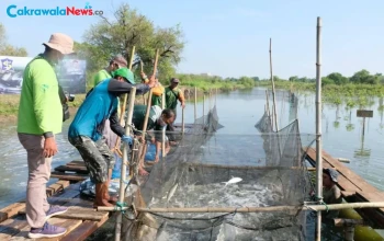 BRIDA Surabaya Kembangkan Silvofishery di Kawasan Pesisir Kota