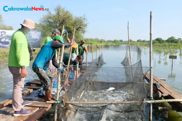 BRIDA Surabaya Dorong Metode Silvofishery untuk Perkuat Ekosistem Pesisir