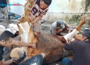 Panitia Mushola At Taubah Saat Penyembelihan dan Penyaluran Hewan Kurban di Desa Kepandean Tegal
