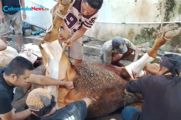 Mushola At’aubah Korban 6 Sapi dan 3 Ekor Kambing