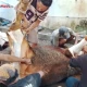 Panitia Mushola At Taubah Saat Penyembelihan dan Penyaluran Hewan Kurban di Desa Kepandean Tegal
