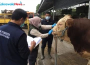 Pemkot Surabaya Perketat Pemeriksaan Hewan Kurban Jelang Iduladha