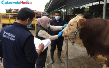 Pemkot Surabaya Perketat Pemeriksaan Hewan Kurban Jelang Iduladha
