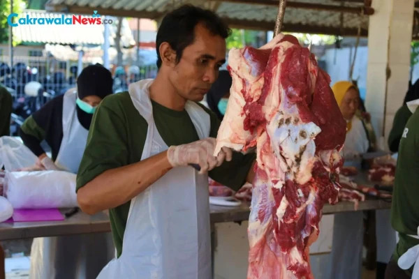 RPH Surabaya Pastikan Pemotongan Kurban Iduladha 2026 Higienis, Transparan, dan Sesuai Syariat