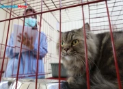 Program Sterilisasi Gratis Kucing Lokal Warnai HJKS Ke-733 Surabaya