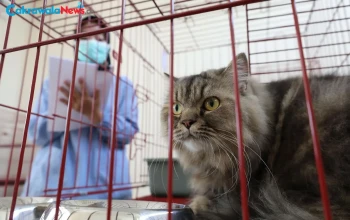 Program Sterilisasi Gratis Kucing Lokal Warnai HJKS Ke-733 Surabaya