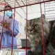 Sterilisasi Gratis Jadi Kado Ulang Tahun Surabaya ke-733, DKPP Siapkan Kuota 100 Kucing Lokal