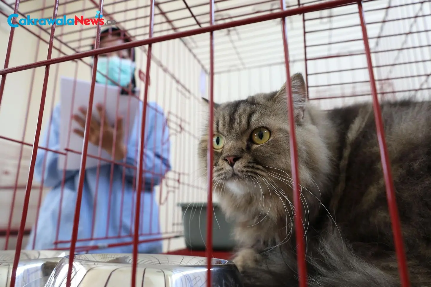 Program Sterilisasi Gratis Kucing Lokal Warnai HJKS Ke-733 Surabaya