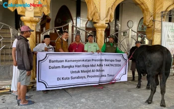 Sapi Banpres Prabowo untuk Surabaya Dibeli dari Peternak Lokal Surabaya Utara