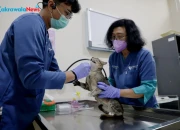 Sterilisasi Kucing Gratis HJKS 733 di Puskeswan Surabaya