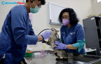 Sterilisasi Kucing Gratis HJKS 733 di Puskeswan Surabaya