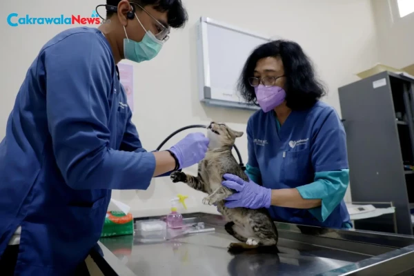 HJKS 2026, Pemkot Surabaya Sterilisasi 100 Kucing Gratis untuk Tekan Populasi Kucing Liar
