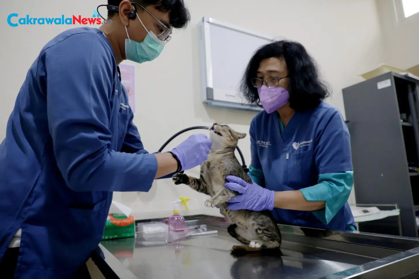 Sterilisasi Kucing Gratis HJKS 733 di Puskeswan Surabaya