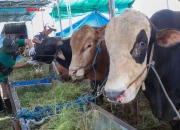 DKPP Surabaya Pastikan Daging Kurban Iduladha 2026 Aman Meski Ditemukan Cacing Hati