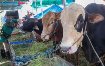 DKPP Surabaya Pastikan Daging Kurban Iduladha 2026 Aman Meski Ditemukan Cacing Hati