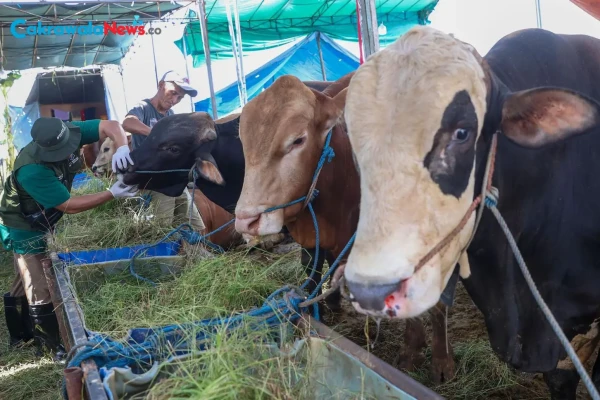 Pemkot Surabaya Pastikan Daging Kurban Aman, Organ yang Terindikasi Penyakit Tidak Diedarkan