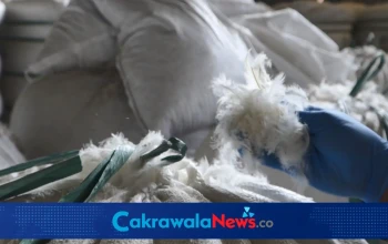Ekspor bulu bebek yang tembus miliaran dari Jawa Timur.