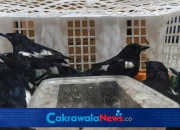 69 Burung Ilegal dari Balikpapan Digerebek di Tanjung Perak