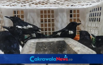 Karantina Jawa Timur, penyelundupan satwa, Pelabuhan Tanjung Perak, perdagangan satwa ilegal, BBKSDA Jawa Timur