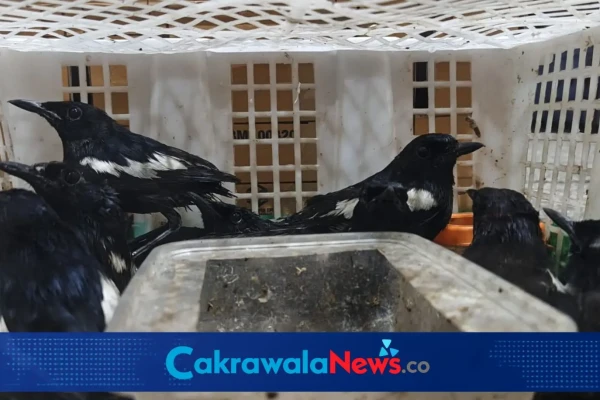 69 Burung Ilegal dari Balikpapan Digerebek di Tanjung Perak