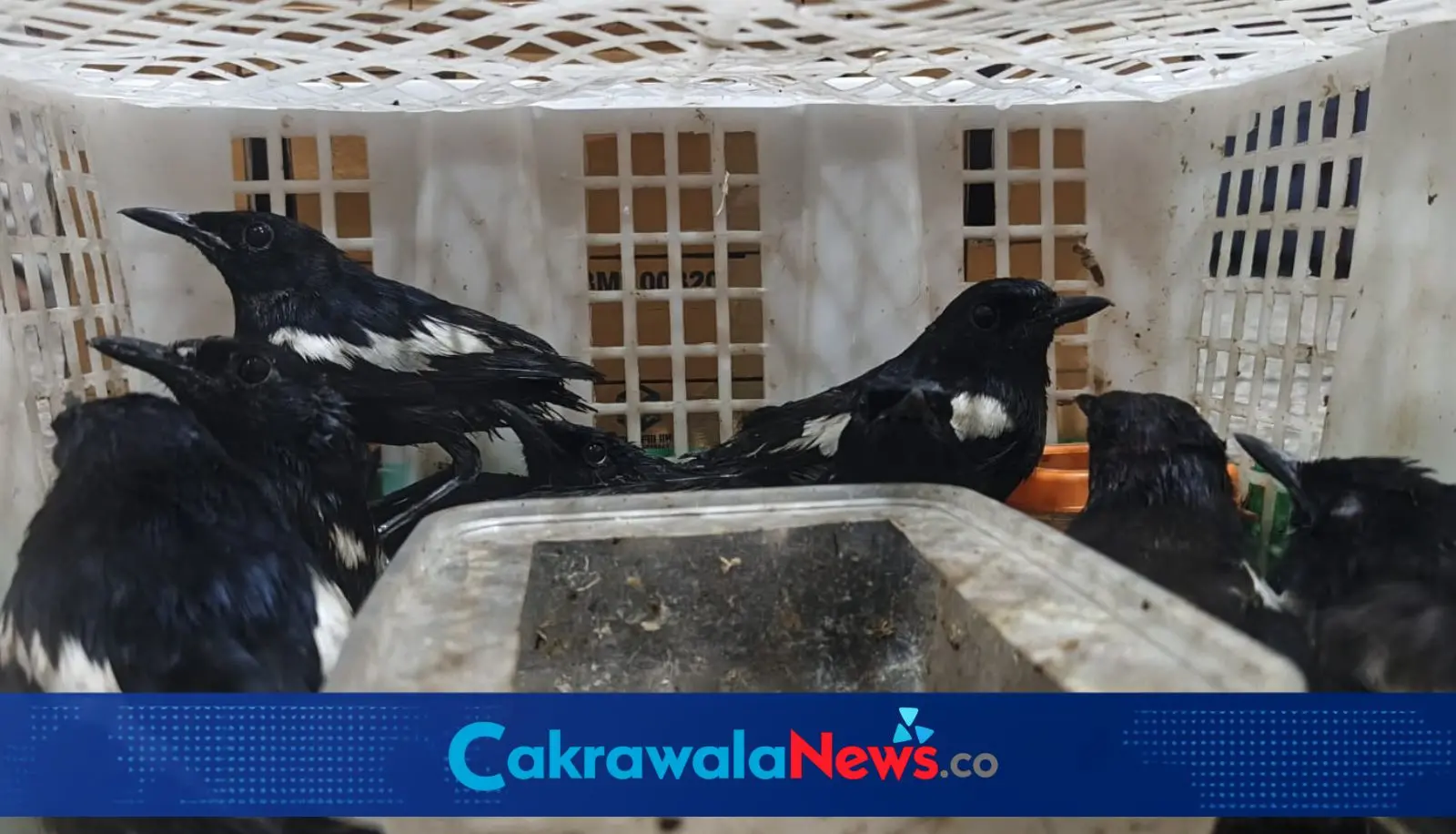 Karantina Jawa Timur, penyelundupan satwa, Pelabuhan Tanjung Perak, perdagangan satwa ilegal, BBKSDA Jawa Timur