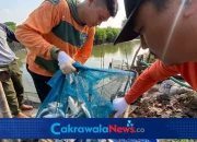 Panen ikan air payau oleh DKPP Surabaya.