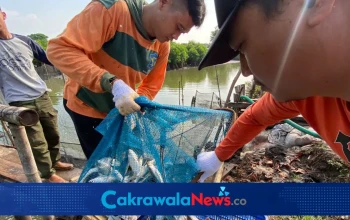Panen ikan air payau oleh DKPP Surabaya.