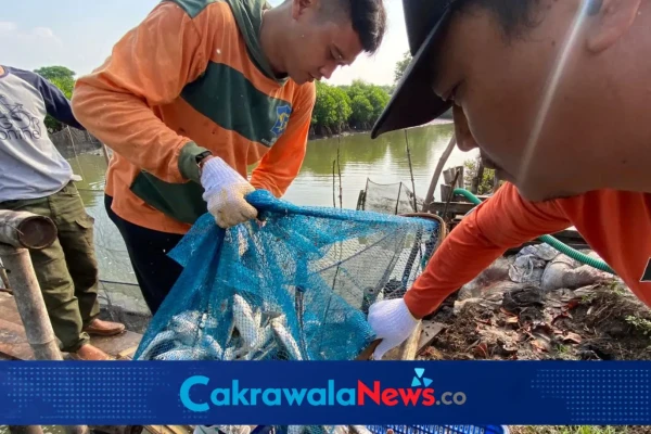 Manfaatkan Potensi Pesisir Jatim, Pemkot Surabaya Dorong Ikan Air Payau Jadi Solusi Pangan Murah dan Bergizi Keluarga