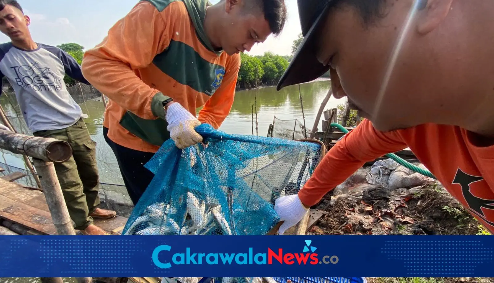 Panen ikan air payau oleh DKPP Surabaya.