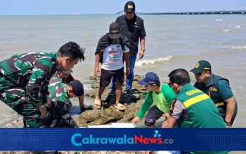 Pelepasan benih lobster yang berhasil digagalkan oleh Karantina Jatim.